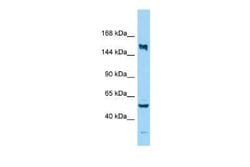 KIF24 Rabbit anti-Human, Polyclonal, Novus Biologicals 100 &mu;g | Buy Online | Novus Biologicals | Fisher Scientific